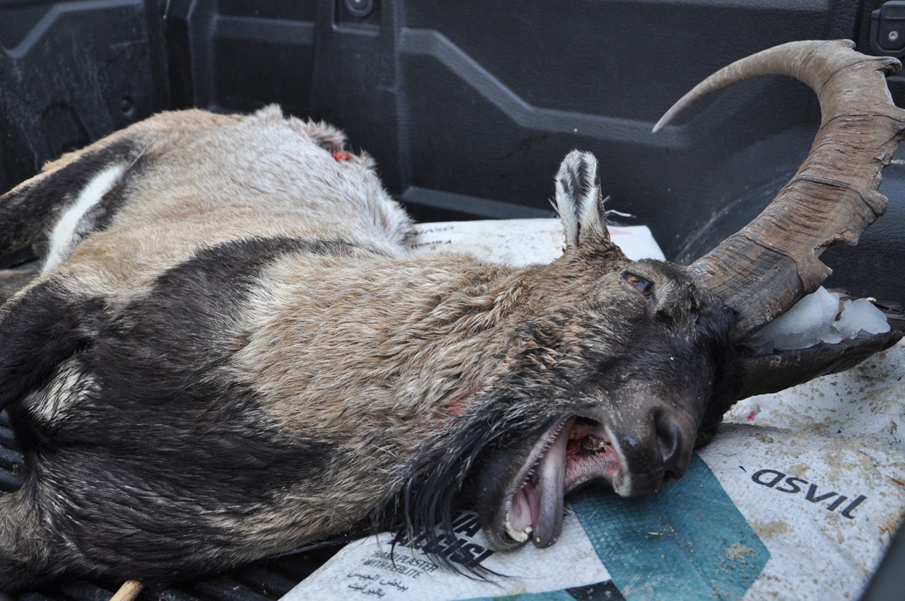  7 yaşındaki dağ keçisi kaçak avcının kurbanı oldu