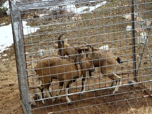 Erzurum'da GPS takılan yaban keçileri doğaya salındı