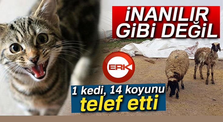 1 kedi, 14 koyunu telef etti