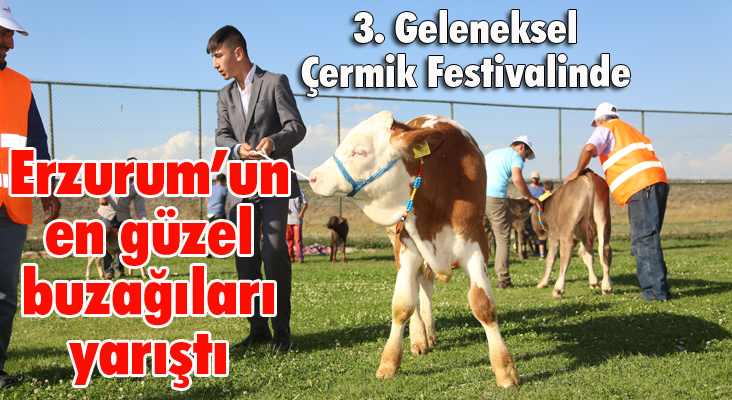 3. Geleneksel Çermik Festivalinde Erzurum’un en güzel buzağıları yarıştı