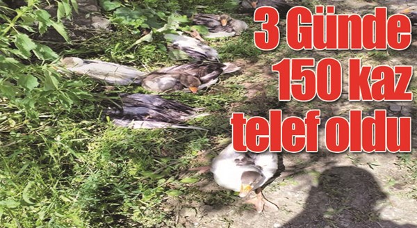 3 Günde 150 kaz telef oldu