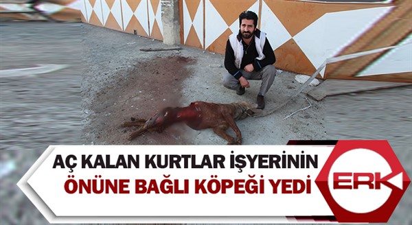 Aç kalan kurtlar işyerinin önüne bağlı köpeği yedi