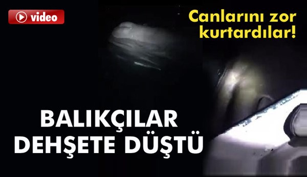 Akdeniz kıyılarında dev balina balıkçı teknesine çarptı