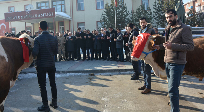 Aşkale’den Afrin’deki Mehmetçiğe 2 adet tosun gönderdiler