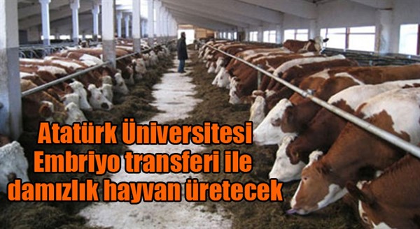 Atatürk Üniversitesi, Embriyo transferi ile damızlık hayvan üretecek