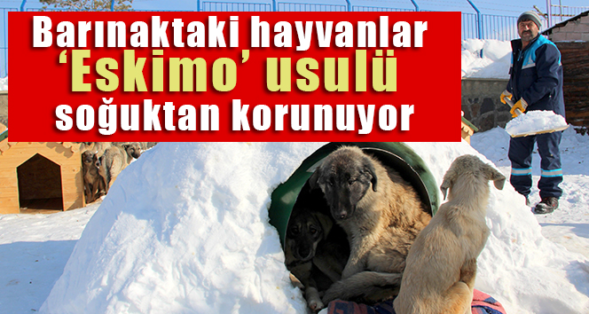 Barınaktaki hayvanlar ‘Eskimo’ usulü soğuktan korunuyor