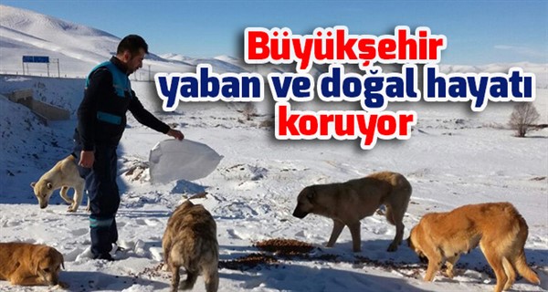 Büyükşehir yaban ve doğal hayatı koruyor