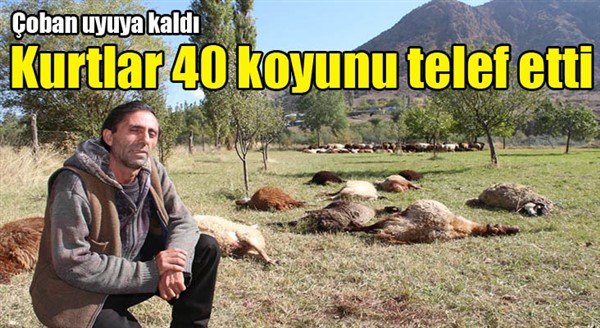 Çoban uyuyakaldı, kurtlar 40 koyunu telef etti 