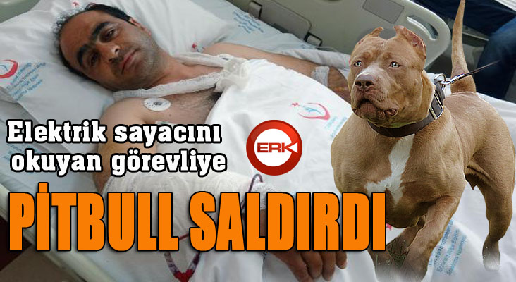 Elektrik sayacını okuyan görevliye pitbull saldırdı