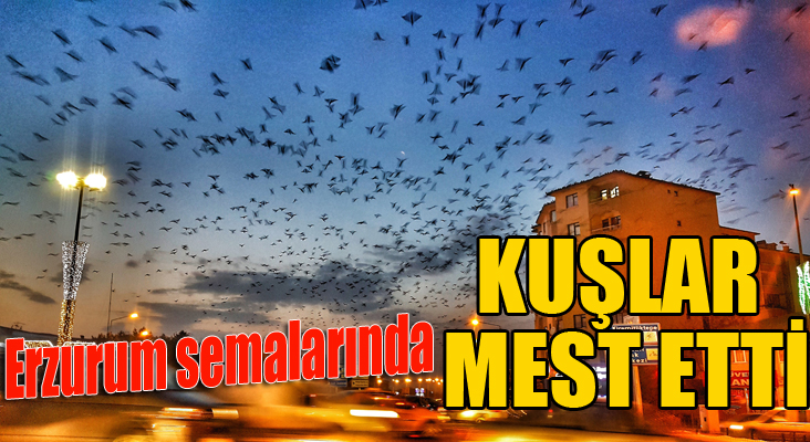 Erzurum semalarında kuşlar mest etti...