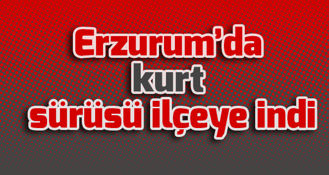 Erzurum’da kurt sürüsü ilçeye indi
