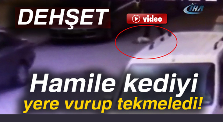 Hamile kediyi yere vurup tekmeledi