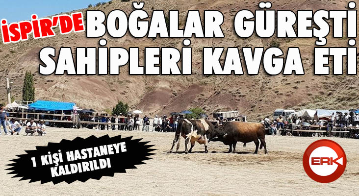 İspir’de önce boğalar sonra çevredekiler güreşti