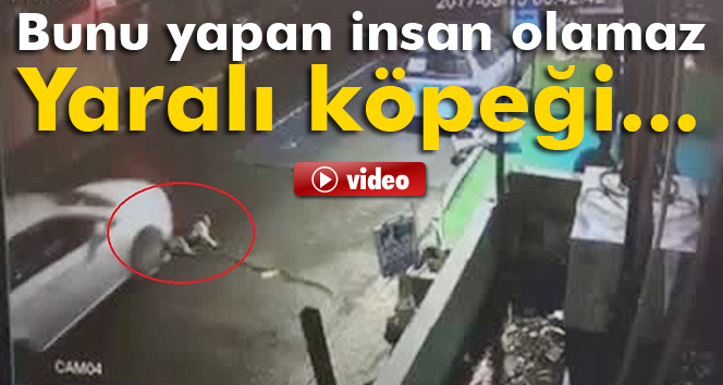 İstanbul'da yaralı köpeği göz göre göre ezdi