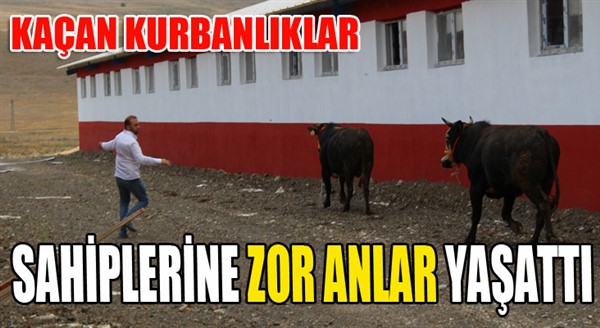 Kaçan kurbanlıklar sahiplerine zor anlar yaşattı