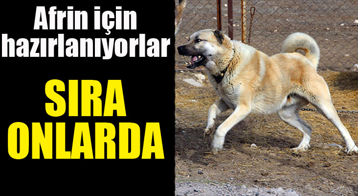 Kangal köpekleri Zeytin Dalı Harekatı'na hazır