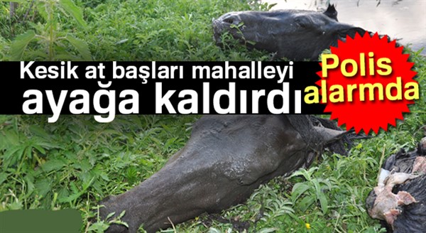 Kesik at başları mahalleyi ayağa kaldırdı