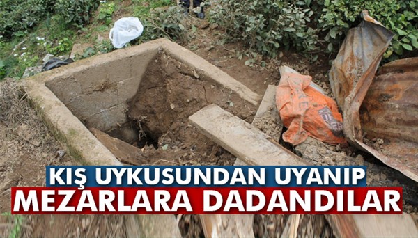 Kış uykusundan uyanan ayılar mezarlara dadandı