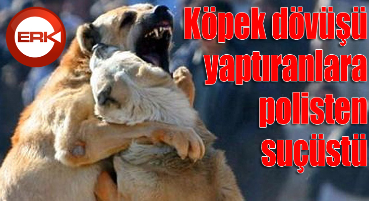 Köpek dövüşü yaptıranlara Oltu polisi suçüstü yaptı