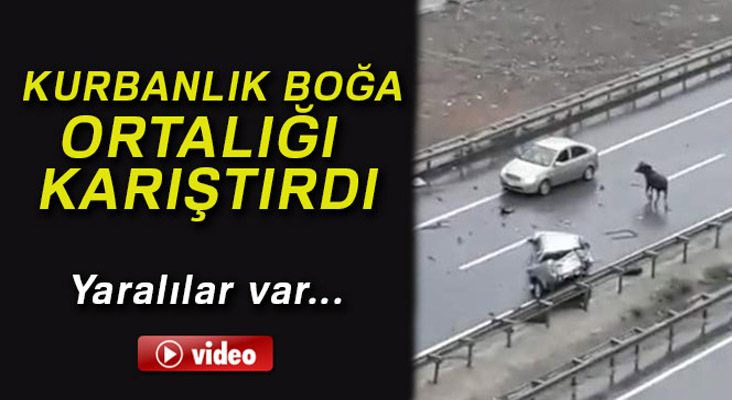 Kurbanlık boğa  kazaya neden oldu: 5 yaralı