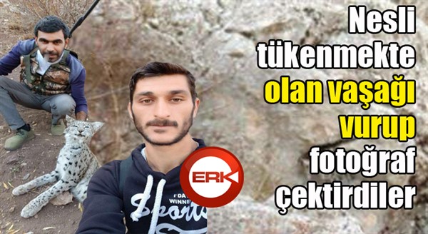 Nesli tükenmekte olan vaşağı vurup fotoğraf çektirdiler 