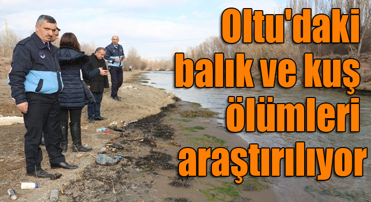 Oltu'daki balık ve kuş ölümleri araştırılıyor