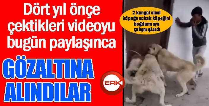 2 kangal cinsi köpeğe sokak köpeğini boğdurmaya çalışan kişiler gözaltına alındı