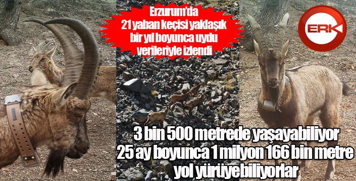 21 yaban keçisi yaklaşık bir yıl boyunca uydu verileriyle izlendi