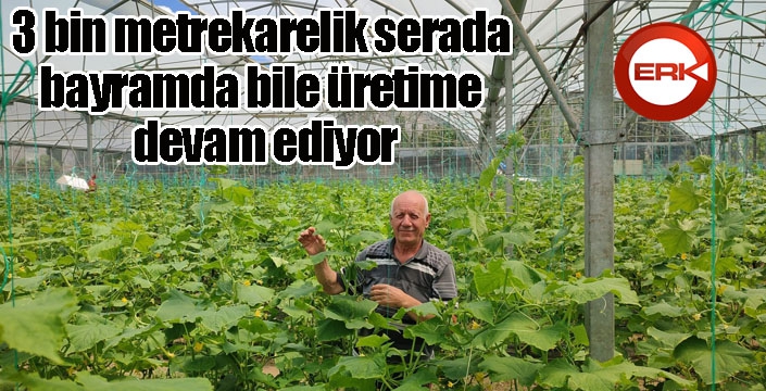 3 bin metrekarelik serada bayramda bile üretime devam ediyor