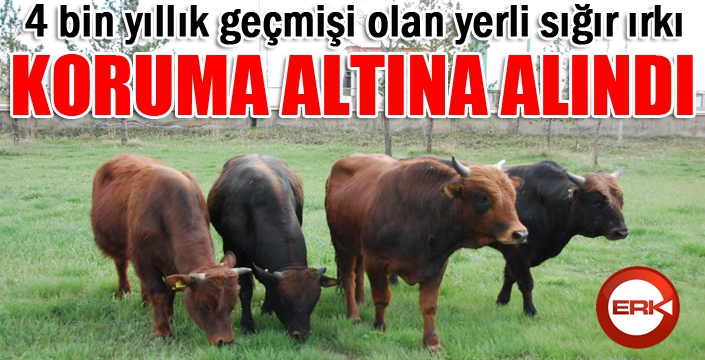 4 bin yıllık geçmişi olan yerli sığır ırkı koruma altına alındı...