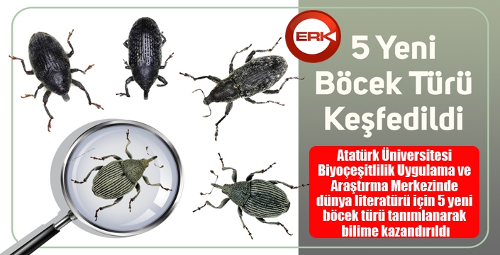 5 yeni böcek türü keşfedildi