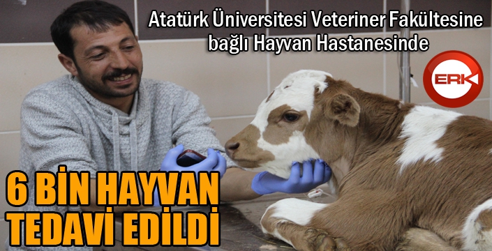 6 bin hayvan tedavi edildi...