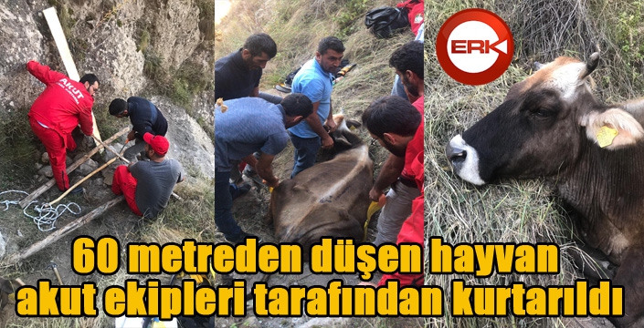 60 metreden düşen hayvan akut ekipleri tarafından kurtarıldı