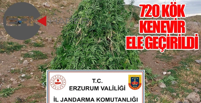 720 kök kenevir ele geçirildi...