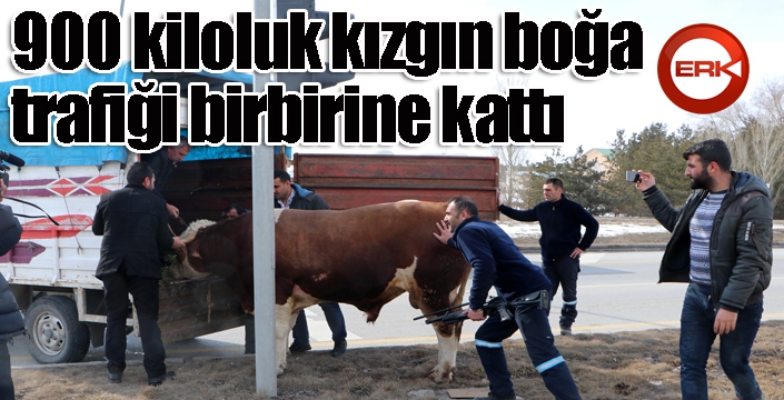 900 kiloluk kızgın boğa trafiği birbirine kattı