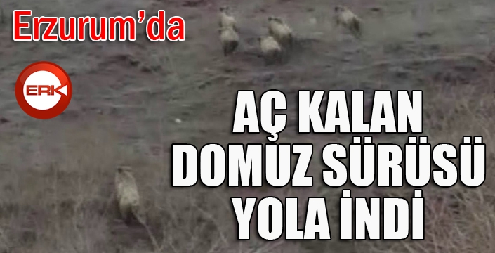 Aç kalan domuz sürüsü karayoluna indi