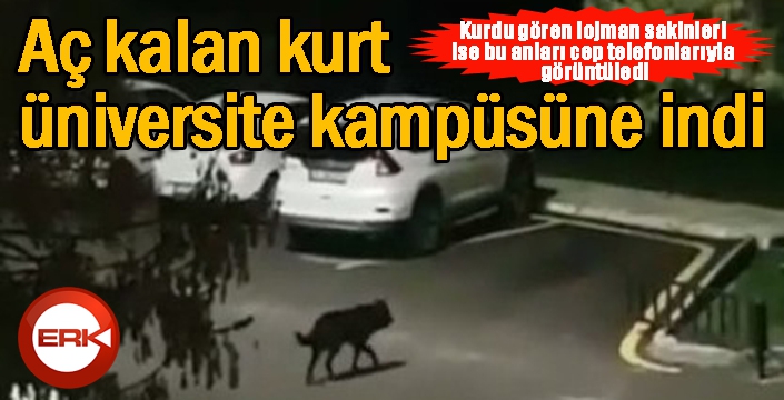 Aç kalan kurt üniversite kampüsüne indi