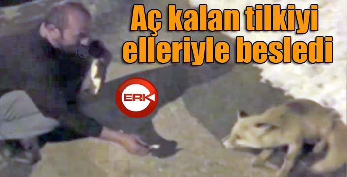 Aç kalan tilkiyi elleriyle besledi