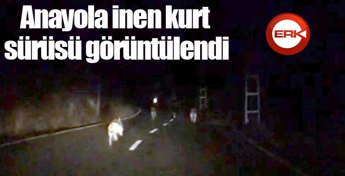 Anayola inen kurt sürüsü görüntülendi