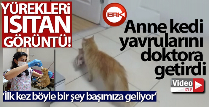 Anne kedi yavrularını doktora getirdi