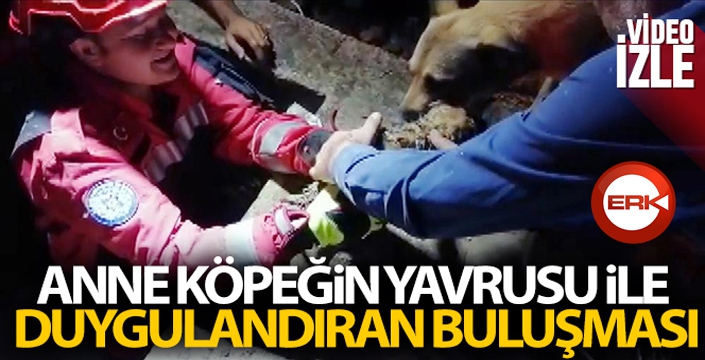 Anne köpeğin yavrusu ile duygulandıran buluşması