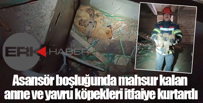 Asansör boşluğunda mahsur kalan anne ve yavru köpekleri itfaiye kurtardı