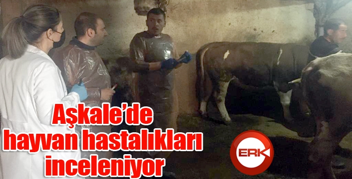 Aşkale’de hayvan hastalıkları inceleniyor