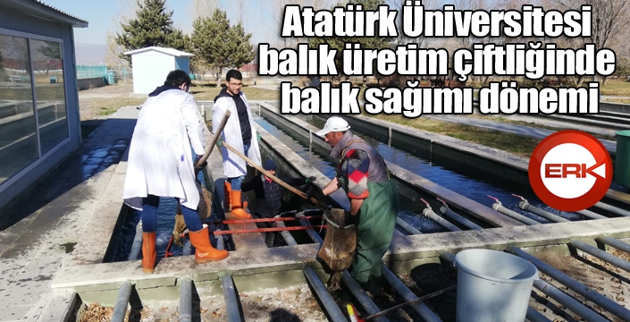 Atatürk Üniversitesi balık üretim çiftliğinde balık sağımı dönemi