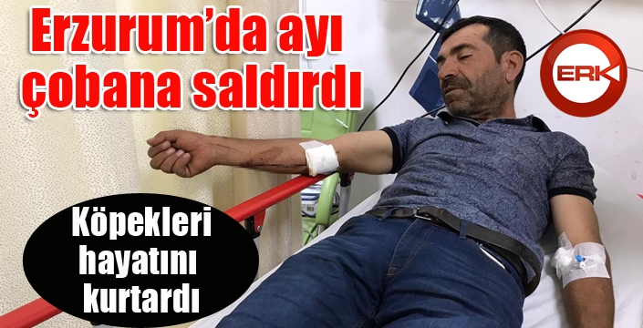 Ayı çobana saldırdı