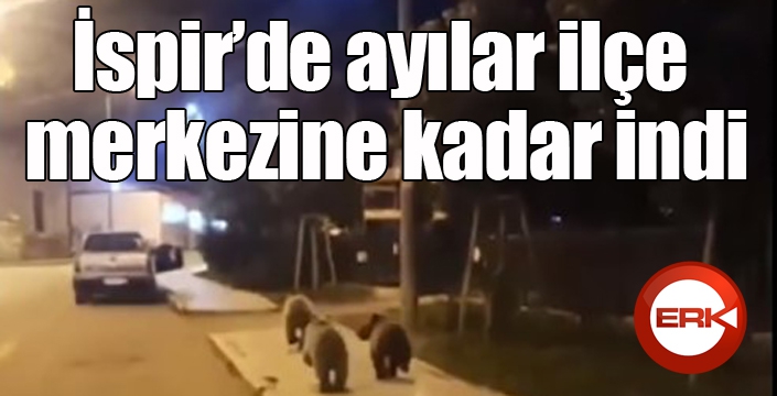 Ayılar ilçe merkezine kadar indi