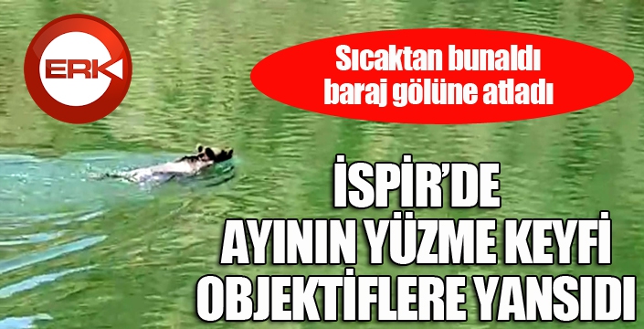 Ayının yüzme keyfi