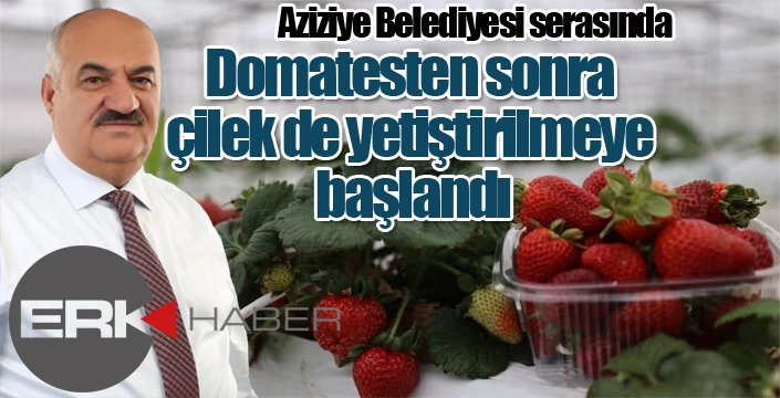 Aziziye Belediyesi serasında domatesten sonra çilek de yetiştirilmeye başlandı.