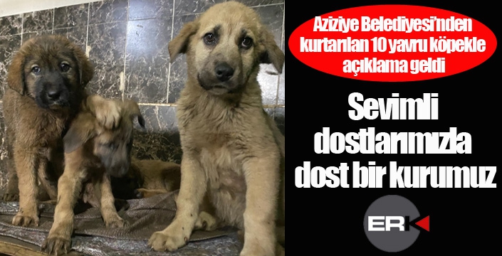 Aziziye Belediyesi; “Sevimli dostlarımızla dost bir kurumuz”