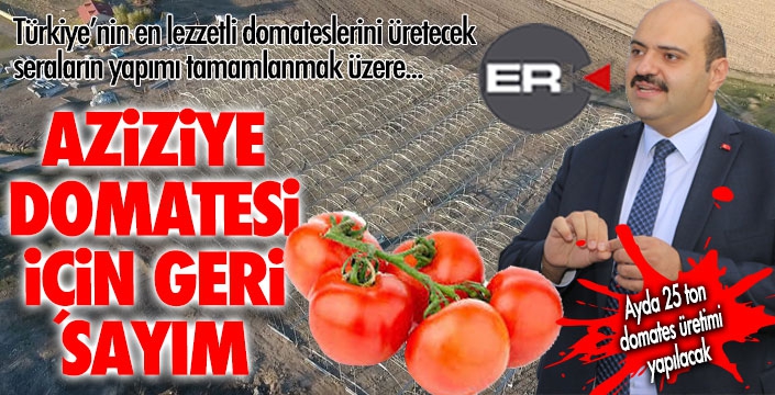 Aziziye domatesi için geri sayım